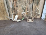 1.5 Sets Of Whitetail Antlers On Skull Plate