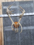 Caribou Antlers On Plaque