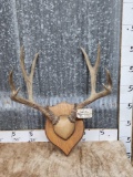 Heavy Mass 5x5 Mule Deer Antlers On Plaque