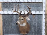 Main Frame 4x5 Canadian Whitetail Shoulder Mount Taxidermy