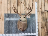 Big Nontypical Mule Deer Shoulder Mount Taxidermy