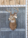 4x4 Whitetail Shoulder Mount Taxidermy