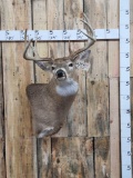 Main Frame 4x5 Whitetail Shoulder Mount Taxidermy