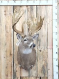 Famous Edmund Kopp Buck Reproduction Shoulder Mount Taxidermy