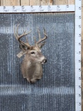 4x4 Whitetail Shoulder Mount Taxidermy