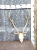 Axis Deer Antlers On Skull