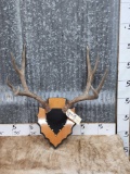 5x5 Mule Deer Antlers On Plaque