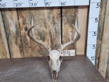 4x4 Whitetail Antlers On Skull