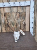 5x5 Typical Whitetail Antlers On Skull