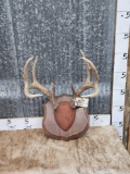 4x4 Whitetail Antlers On Plaque