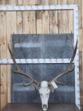 6x6 Elk Antlers On Skull