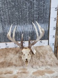 5x5 Whitetail Antlers On Skull