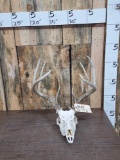 Nice 4x4 Whitetail Antlers On Skull