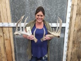 6x6 Whitetail Shed Antlers