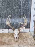 5x5 Whitetail Antlers On Skull