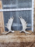 Matched Set Of Alaskan Moose Antler Cut Offs
