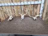 3 Sets Of Whitetail Antlers On Skull