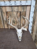 heavy Mass 140 Class 4x4 Whitetail Antlers On Skull