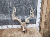 5x5 Whitetail Antlers On Skull