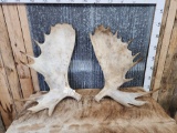 Matched Set Large Alaskan Moose Antler Cut Offs