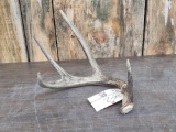 Nice 4 Point Whitetail Shed Antler