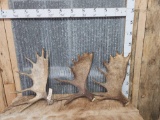 3 Moose Shed Antlers