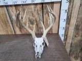 6x5 Whitetail Antlers On Skull