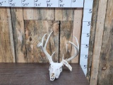 Feeak 4x4 Whitetail Antlers On Skull