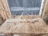 6 Wild Whitetail Shed Antlers Freaks & Droptines