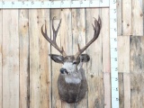 Vintage Main Frame 5x5 Mule Deer Shoulder Mount Taxidermy