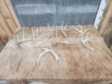 Group Of 9 Freak Whitetail Shed Antlers
