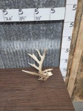 Mini Monster Nontypical Whitetail Shed Antler