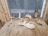 Group of 7 Moose Antlers