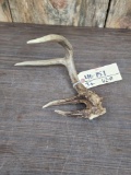 Wild Freak Whitetail Shed Antler