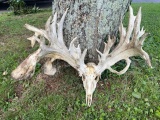 MONSTER Whitetail Antlers On Skull