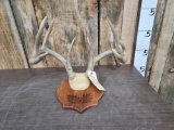 4x4 Whitetail Antlers On Plaque