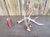 Wild Iowa 5 Point Whitetail Shed Antler