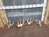 4 Freak Whitetail Shed Antlers