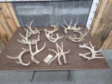 14 lbs Of Whitetail Antlers