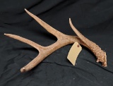 68.2 Inch Clean 4 Point Wild Whitetail Shed Antler