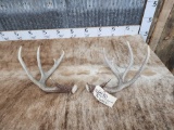 5x5 Whitetail Shed Antlers