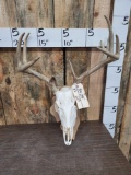 4x5 Whitetail Antlers On Plaque