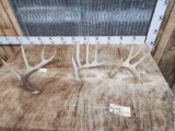 Group Of 3 Wild 70 Class Whitetail Shed Antlers