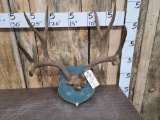 4x4 Mule Deer Antlers On Plaque