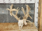 200 Class Whitetail Antlers On Skull