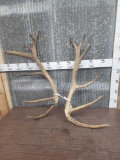 12.4 lbs Elk Antler Cut Offs