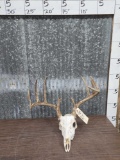 5x5 Whitetail Antlers On Skull