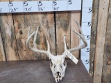 4x4 Whitetail Antlers On Skull