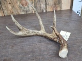 Wild Kansas Freak Whitetail Shed Antler