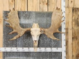 Moose Antlers In Skull